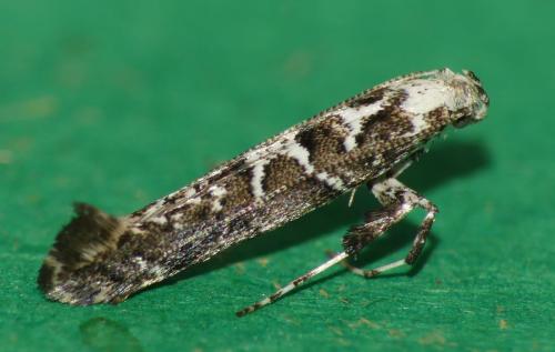 Gracillaria loriolella